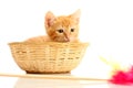 Small kitten in straw basket Royalty Free Stock Photo