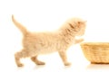 Small kitten and straw basket Royalty Free Stock Photo