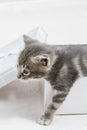 small kitten stuck in a gift box, cuddly animal sweet face Royalty Free Stock Photo
