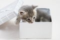 small kitten stuck in a gift box, cuddly animal sweet face