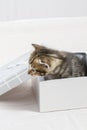 small kitten stuck in a gift box, cuddly animal sweet face Royalty Free Stock Photo