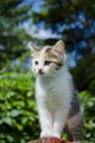 Small kitten on table in garden Royalty Free Stock Photo