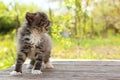 Small kitten Royalty Free Stock Photo