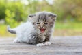 Small kitten Royalty Free Stock Photo