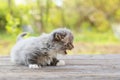 Small kitten Royalty Free Stock Photo