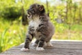 Small kitten Royalty Free Stock Photo