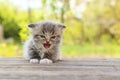Small kitten Royalty Free Stock Photo