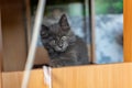 A small kitten with tassels on its ears and gray Maine Coon fur in the home for maintenance and care frolics Royalty Free Stock Photo