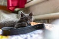 A small kitten with tassels on its ears and gray Maine Coon fur in the home for maintenance and care frolics Royalty Free Stock Photo