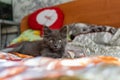 A small kitten with tassels on its ears and gray Maine Coon fur in the home for maintenance and care frolics Royalty Free Stock Photo