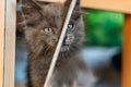 A small kitten with tassels on its ears and gray Maine Coon fur in the home for maintenance and care frolics Royalty Free Stock Photo