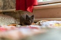 A small kitten with tassels on its ears and gray Maine Coon fur in the home for maintenance and care frolics Royalty Free Stock Photo