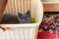 A small kitten with tassels on its ears and gray Maine Coon fur in the home for maintenance and care frolics Royalty Free Stock Photo