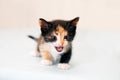 The small kitten terribly growls Royalty Free Stock Photo