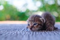Small Kitten tiger pattern lying