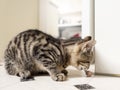 Small kitten with tiger style fur eating. Animal pet care. Cat feeding time. Light and airy mood Royalty Free Stock Photo