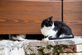Small kitten trying to reach his mother cat from underneath the door. Family of stray cats surviving on the street, little kitten Royalty Free Stock Photo