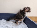 A small kitten using toilet, litter box,