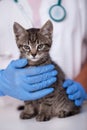 Small kitten at the veterinary doctor about to be examined