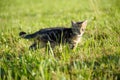 Small kitten walk in green grass cute cat portrait Royalty Free Stock Photo