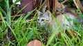 Small kitten walking in the garden. Young cat exploring summer meadow. Royalty Free Stock Photo