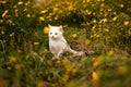 Small kitten walking in the grass. Pet cat Royalty Free Stock Photo