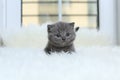 British Shorthair lilac on a faux Sheepskin