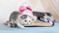 A small kitten walks near an open book, alarm clock and glasses. Visiting the library Royalty Free Stock Photo