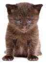 Small kitten on a white background Royalty Free Stock Photo