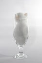 small kitten white color sitting in a clear beer glass Royalty Free Stock Photo