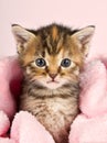 Small kitten wrapped in pink banket Royalty Free Stock Photo