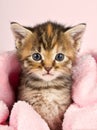 Small kitten wrapped in pink banket