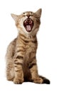 Small kitten yawning Royalty Free Stock Photo