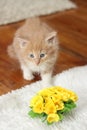 Small kitten with yellow flowers