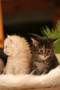 Small kittens Royalty Free Stock Photo