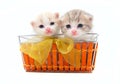 Small kittens in a basket Royalty Free Stock Photo