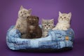 Small kittens in basket Royalty Free Stock Photo