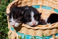 Small kittens in a basket on green grass Royalty Free Stock Photo