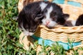 Small kittens in a basket on green grass Royalty Free Stock Photo