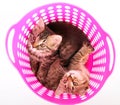 Small kittens in a basket Royalty Free Stock Photo