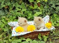 Small kittens in basket Royalty Free Stock Photo