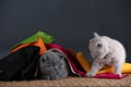 Small kittens covered with a multi color clothes, copy space Royalty Free Stock Photo