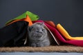 Small kittens covered with a multi color clothes, copy space Royalty Free Stock Photo