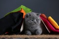 Small kittens covered with a multi color clothes, copy space Royalty Free Stock Photo