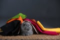 Small kittens covered with a multi color clothes, copy space Royalty Free Stock Photo