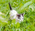 Small kittens on the green grass