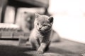 Small kittens in the livingroom, portrait Royalty Free Stock Photo