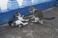 Small Kittens Playing Outdoor