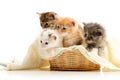 Small kittens in straw basket Royalty Free Stock Photo