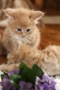 Small kittens with violet flowers Royalty Free Stock Photo